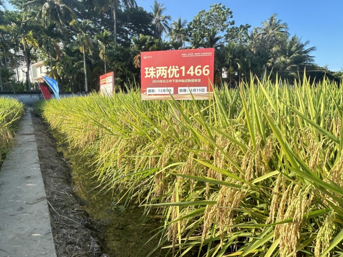 珠兩優 1466