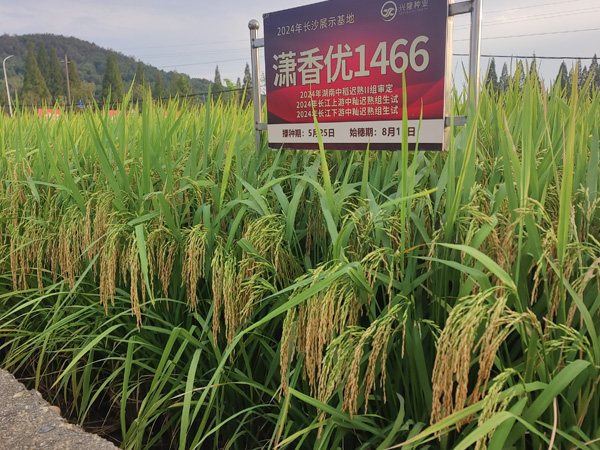 瀟香優1466