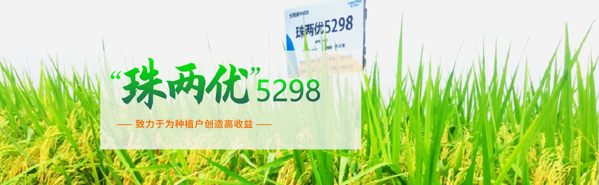 湖南興隆種業有限公司_長沙稻谷種植與銷售|長沙農作物品種的選育