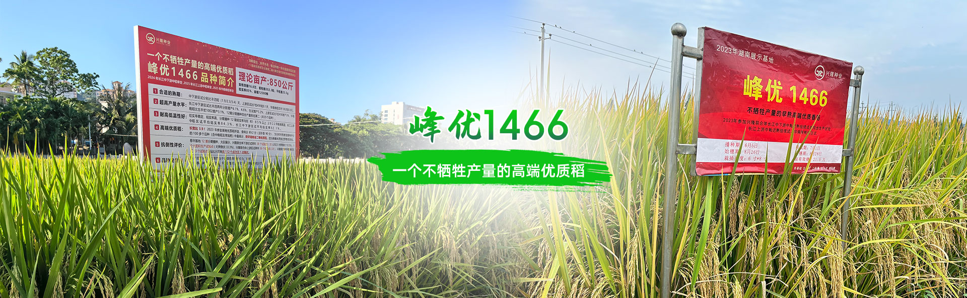 湖南興隆種業有限公司_長沙稻谷種植與銷售|長沙農作物品種的選育